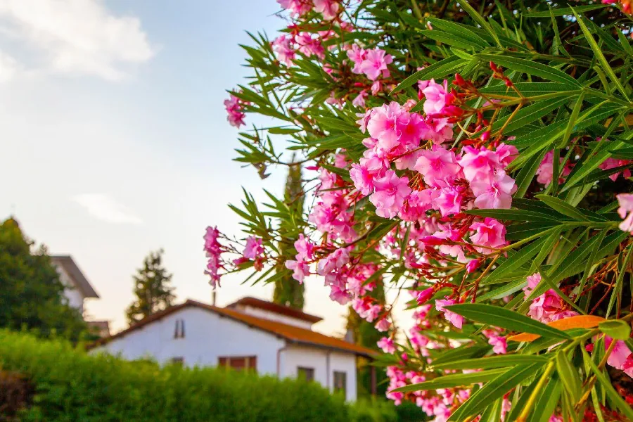 A Leander gondozása (Nerium oleander)