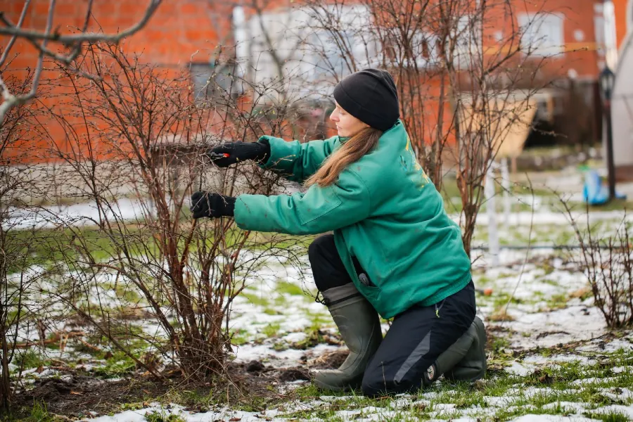 Téli kertészeti teendők: 13 bevált módszer, hogy kerted túlélje a leghidegebb hónapokat